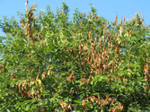 Fire Blight